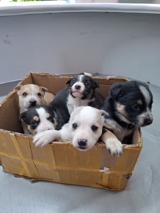 Отдам в добрые руки.