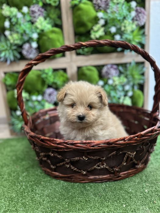 Помапу - Pomapoo.