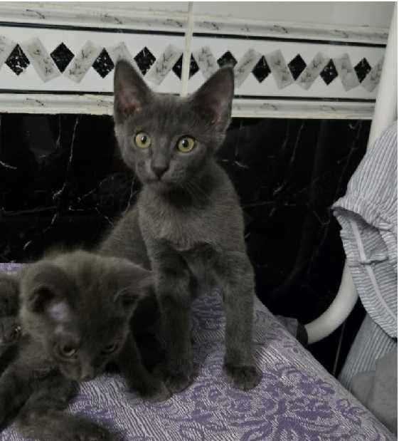 Котик Сава ищет добрых хозяев.