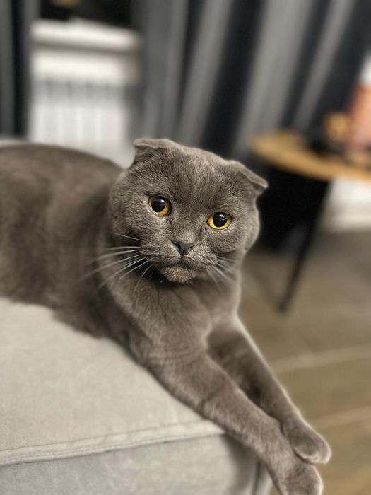 Отдам кота кастрирован британец вислоухий