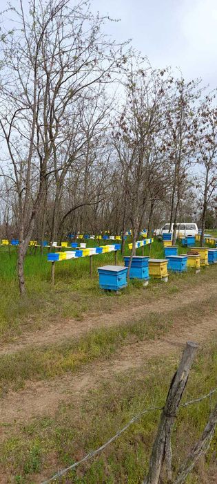 Биологични пчелни майки  от регистриран  производител сезон 2026 г.