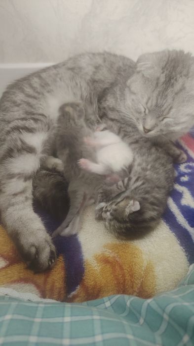 Вислоухо домашние