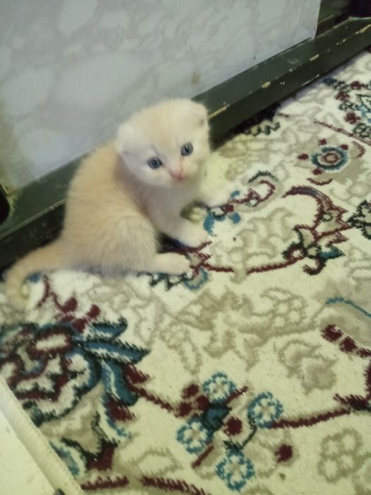 Шотландские фолды ко всему приучены родились 15 ноября