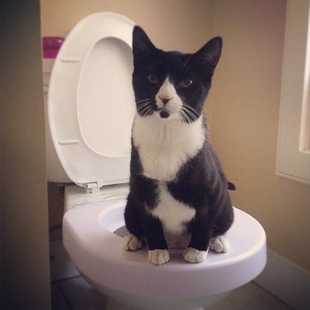 Лоток для приучения кошек к унитазу