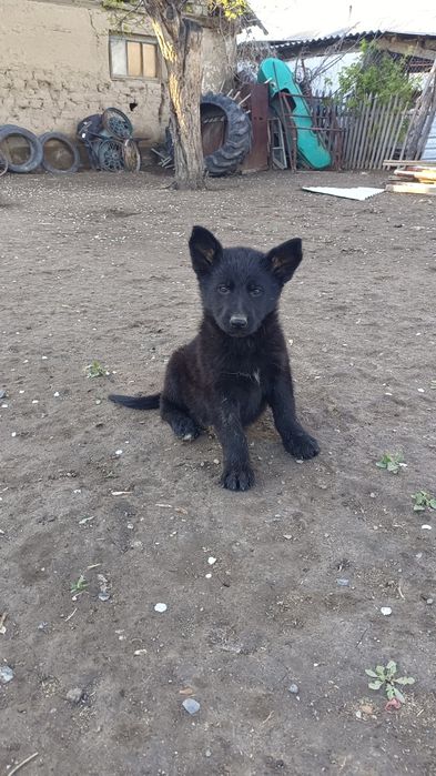 Щенки немецкой овчарки
