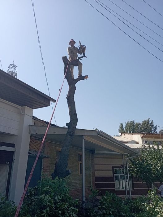 Обреска. Деревья