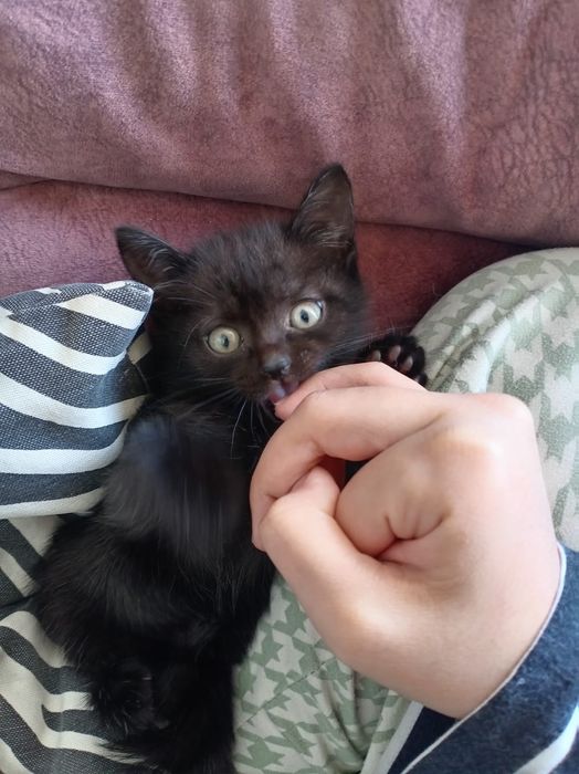 Отдадим котят в добрые руки