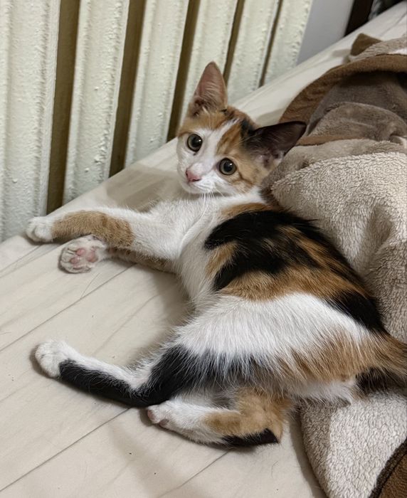 Котенок в добрые руки