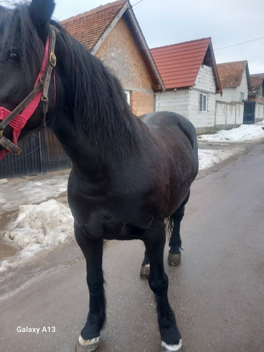 De vânzare iapa de 7 ani sau scinb  iapa este montată de 7 luni