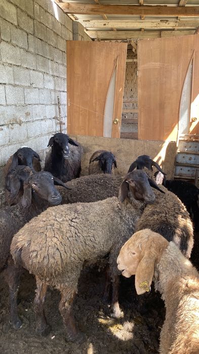 Тоқтылар сатылады