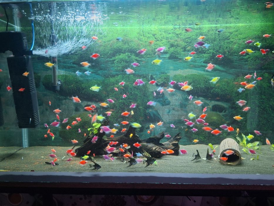 Аквариум баликтар