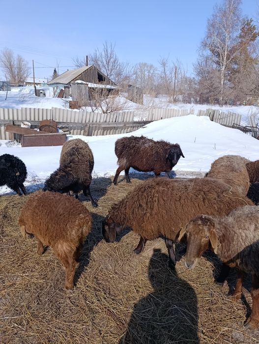 Продам овцематок!