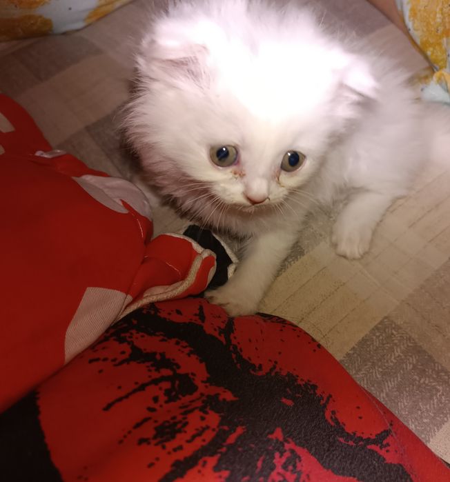 Кошки фолдинкиии