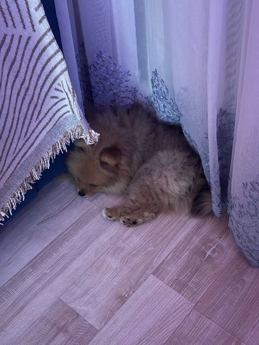 Рыжее солнышко в ваш дом!