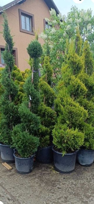 Plante ornamentale de toamna de diferite feluri