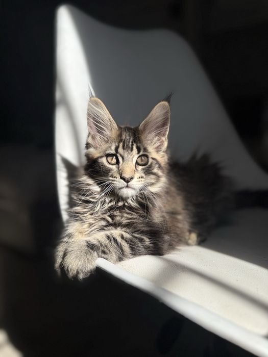 Котята породы Мэйн-кун