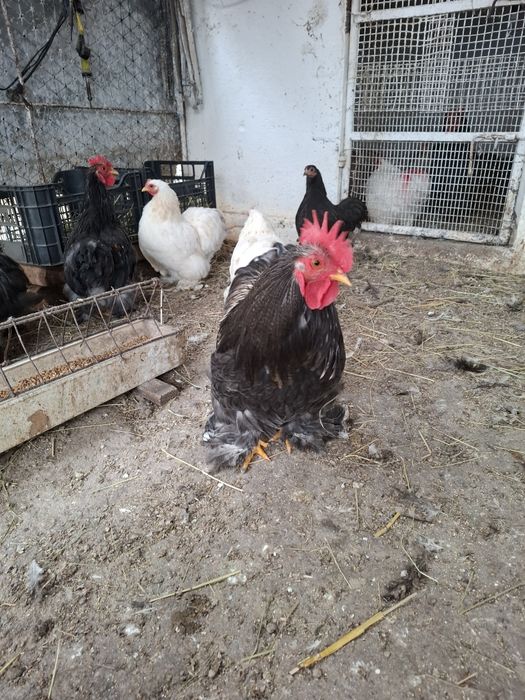 Vând găini cochinchina pitic