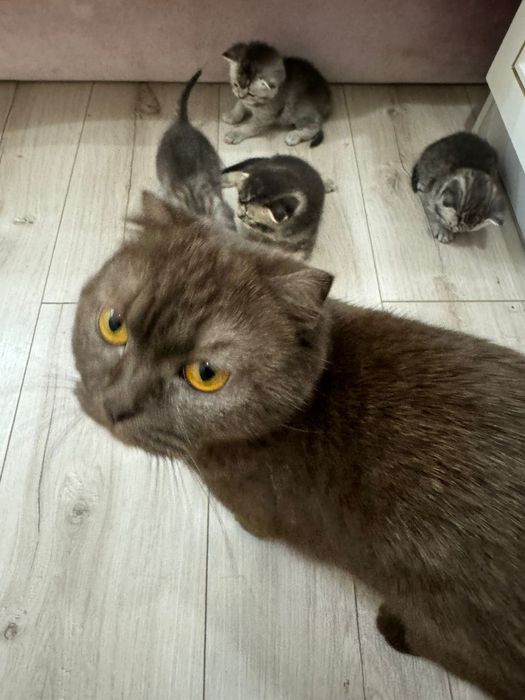 Шотландская  кошечка ищет новый дом