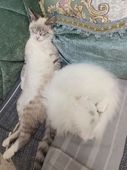 Кот хейланд фолд