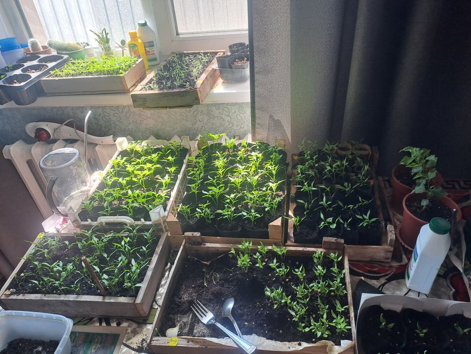 Рассада перца  острый