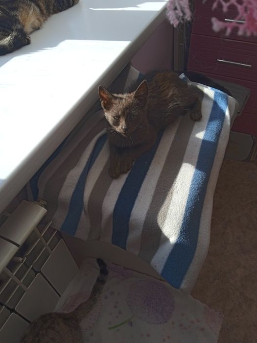 Отдаем катят в добрые руки