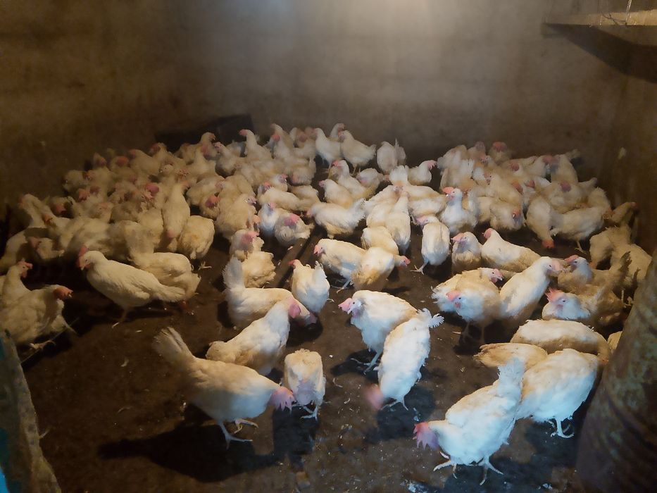 Продам куры несушка