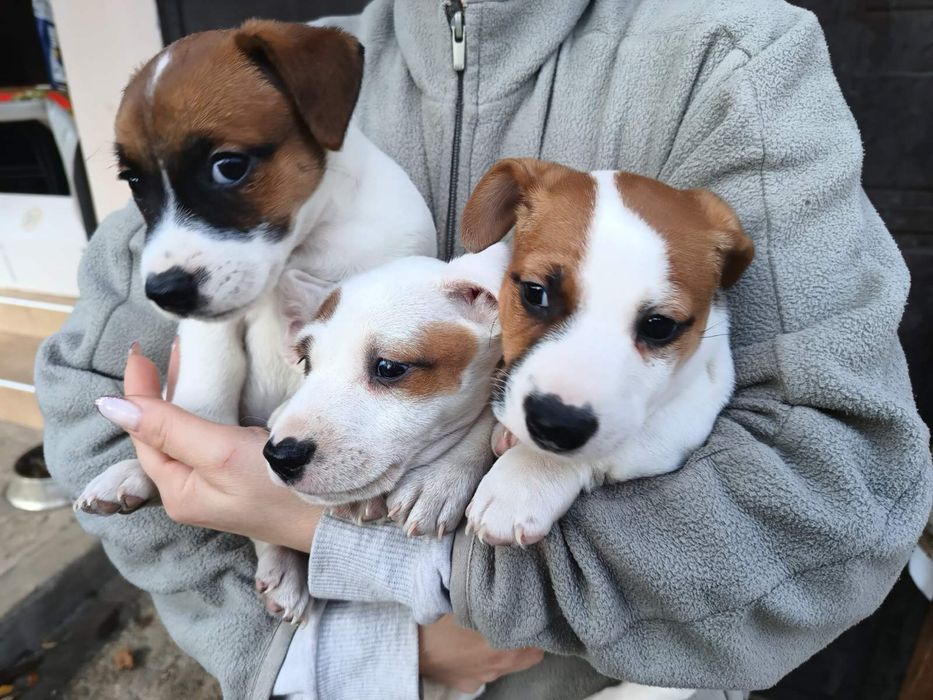 Джак Ръсел мини.