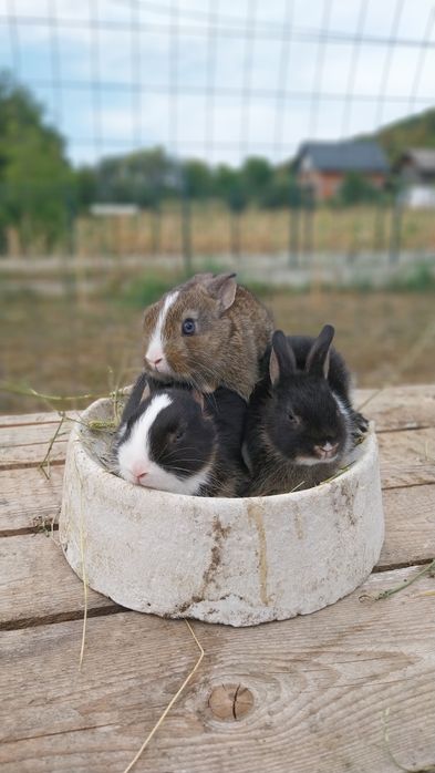 Iepurași de companie