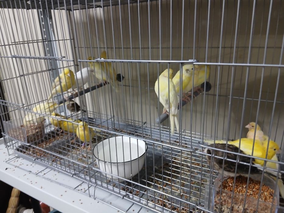 Канарейки поющие молодые