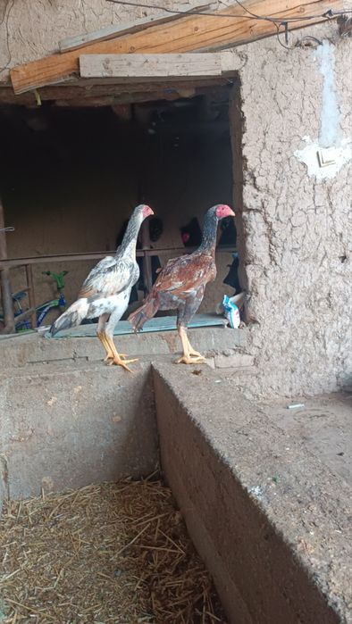 Dakan jojala sotiladi