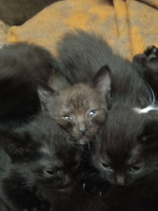 Отдам котят , разного возраста.