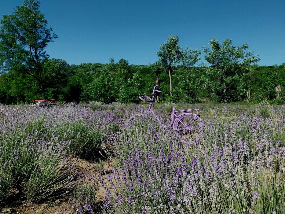 Inchiriere casa de vacanta zona superba Iedera Dambovita