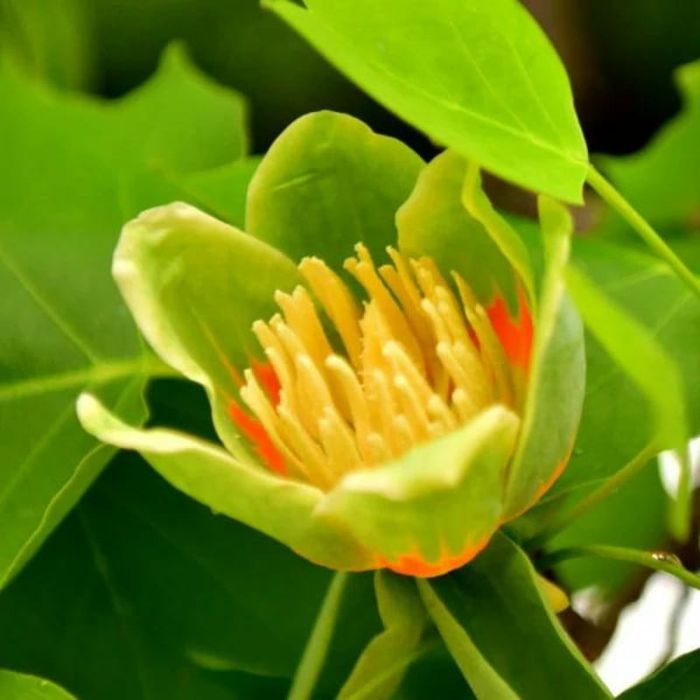 Pomi ornamental  arborele de lalele
