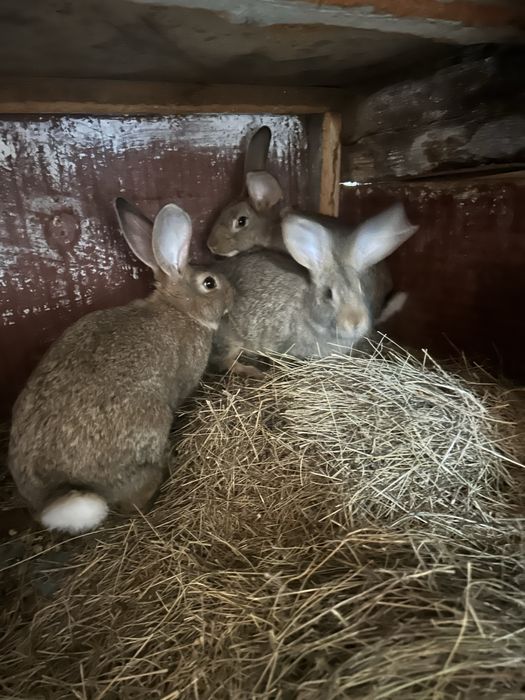 Продам кроликов разных возрастов