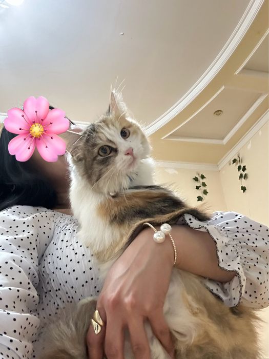 Отдам даром кошечку
