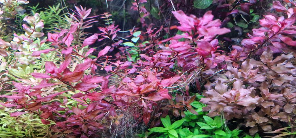 Lot plante de acvariu roșii