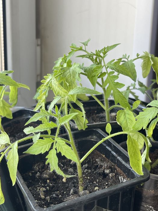 Рассада помидор для ТЕПЛИЦЫ