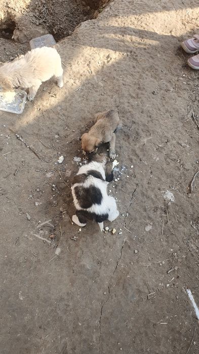 Отдам щенят в хорошие руки