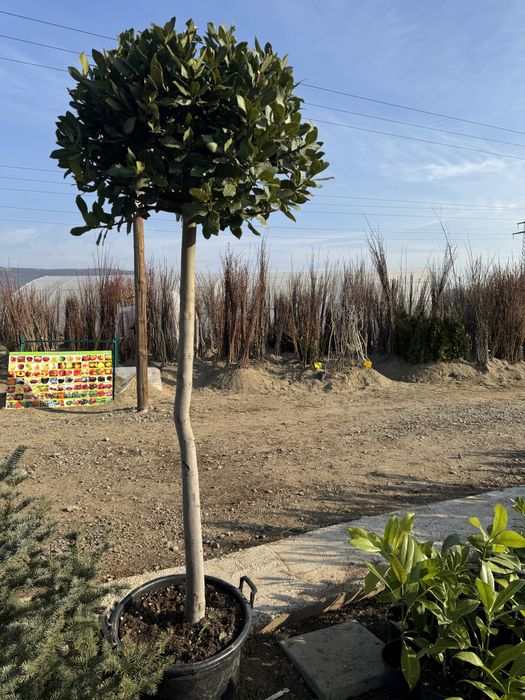 Разсадник Монтана - овошки дръвчета храсти лози