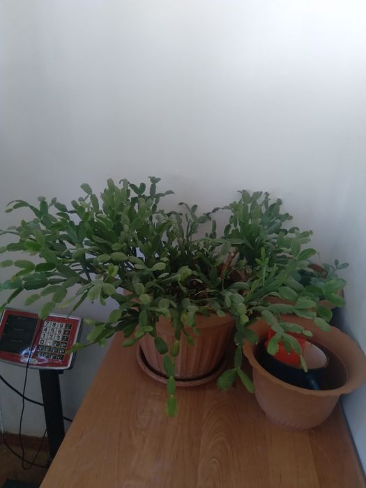 Комнатные цветы, банки