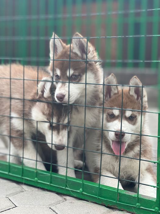 Щенки Хаски рыжие