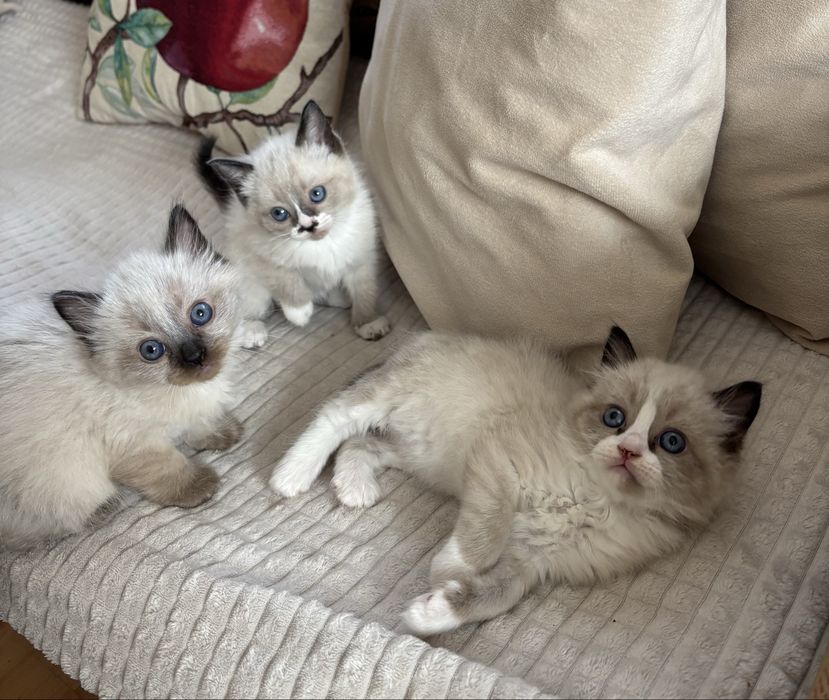 търсят си нов дом