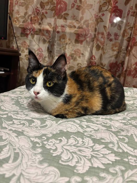 Кошечка ищет дом