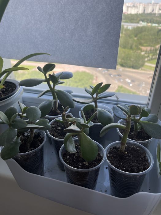 Толстянка или денежное дерево