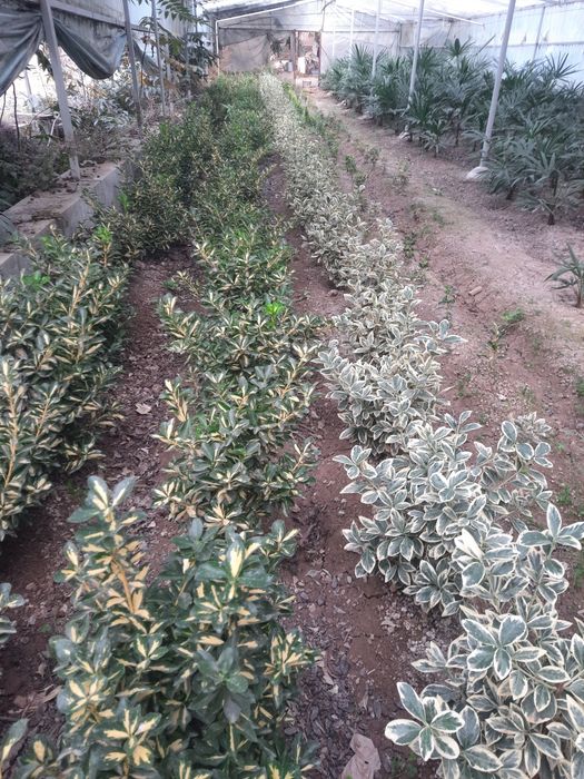 Бердске японский,Euonymus japonicus,Aucuba japonica,Gold Dust Plant op