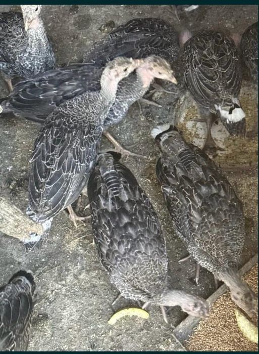 Pui de curca 5 kg