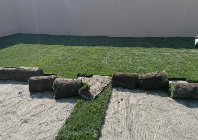 Gazon Rulou Calitate extra