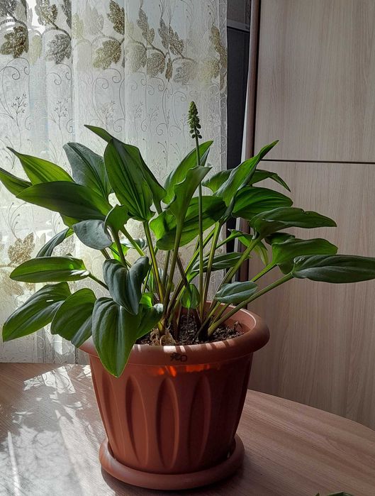 Продам комнатные цветы