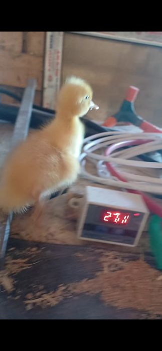 утята Агидель суточные