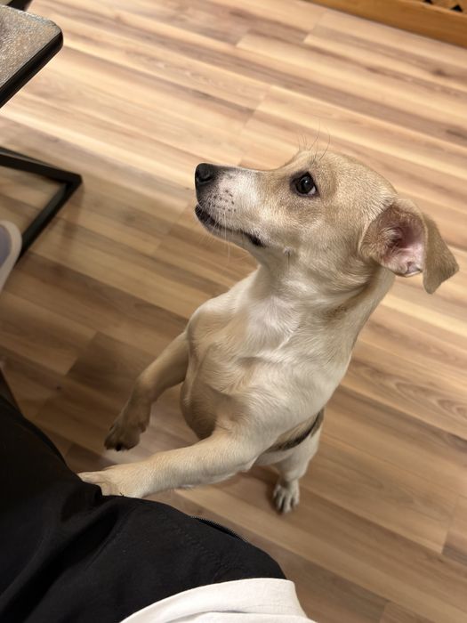 Отдам собаку в зорошие руки